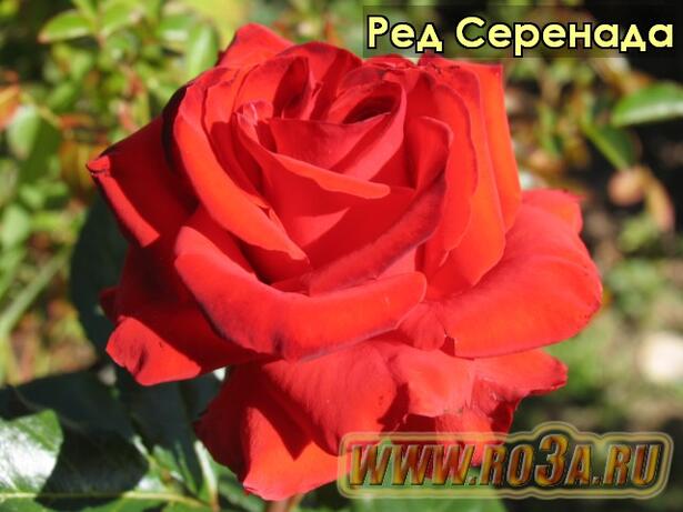 Роза Red Serenada Ред Серенада 