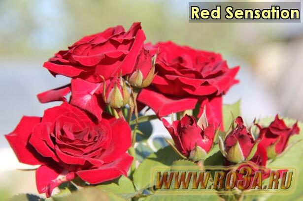 Роза Red Sensation Ред Сенсэйшн 