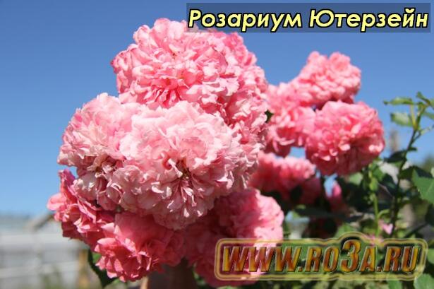 Роза Rosarium Uetersen Розариум Ютерзейн 
