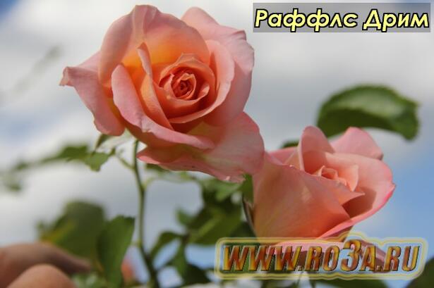 Роза Ruffles Dream Раффлс Дрим 