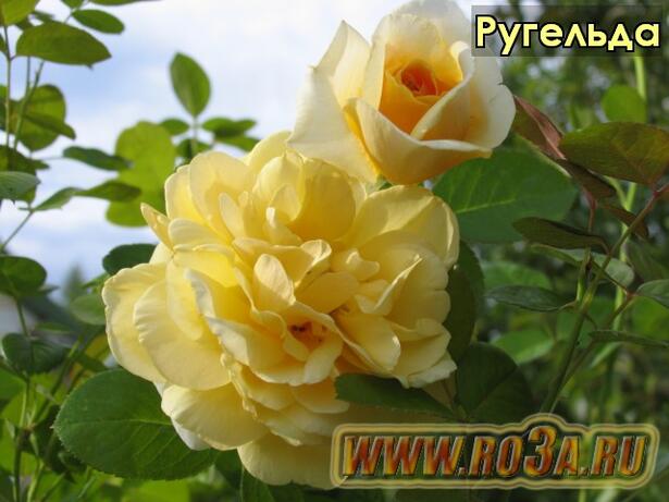 Роза Rugelda Ругельда (Парковая) 