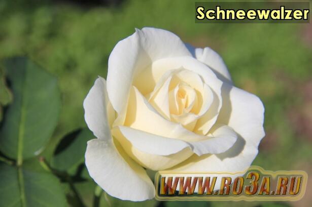 Роза Schneewalzer Шнеевальзер 