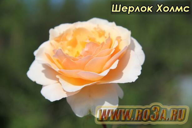 Роза Sherlock Holmes Шерлок Холмс 