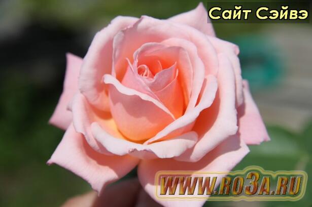 Роза Sight Saver Сайт Сэйвэ 