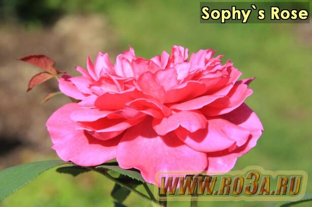 Роза Sophy&prime;s Rose Софис Роз 