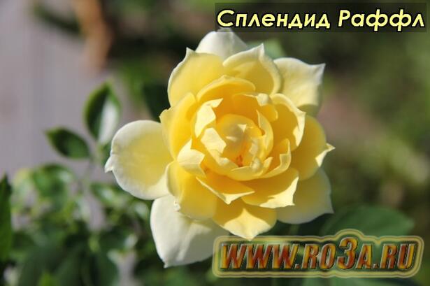 Роза Splendid Ruffle Сплендид Раффл 