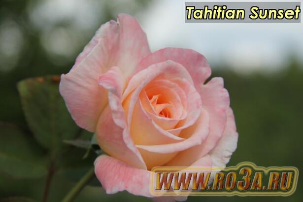 Роза Tahitian Sunset Таитиан Сансет 