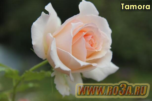 Роза Tamora Тамора 