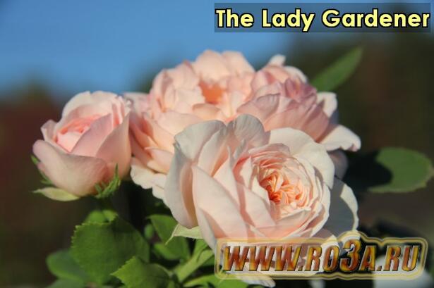 Роза The Lady Gardener Зе Лэди Гарднер 