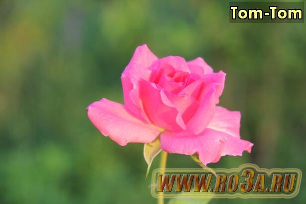 Роза Tom-Tom Том-Том 