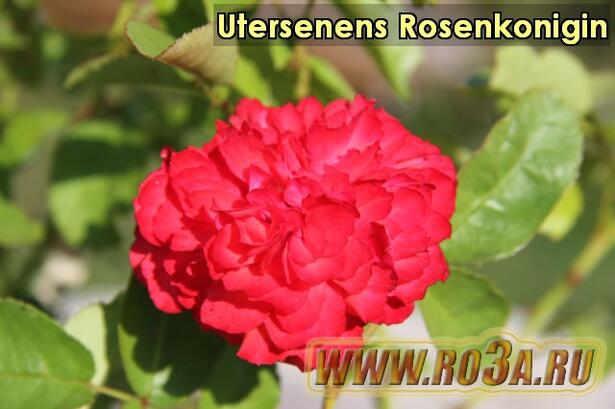 Роза Utersenens Rosenkonigin Ютерзейн Розенкониген 