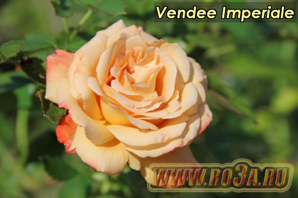 Роза Vendée Impériale Виндее Империал 