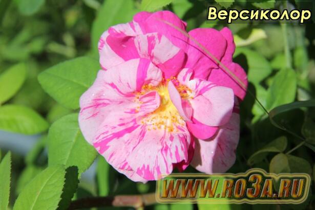 Роза Versicolor Версиколор 
