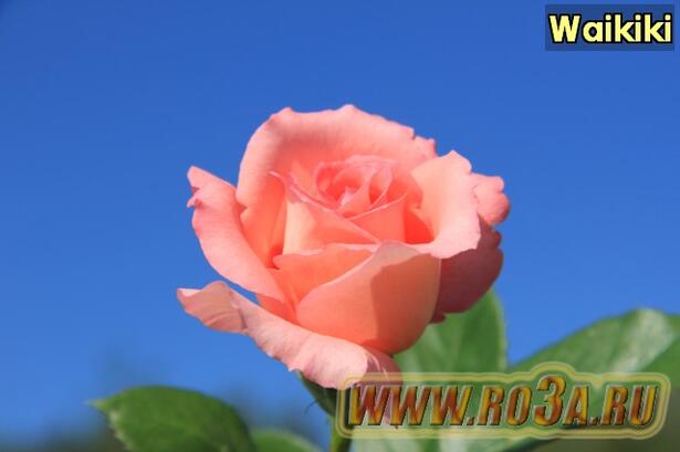 Роза Waikiki Вайкики 