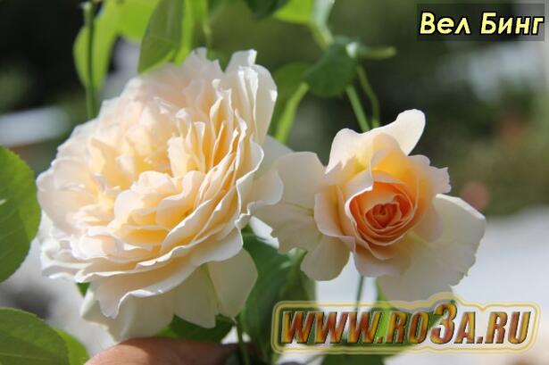 Роза Well Being Вел Бинг 