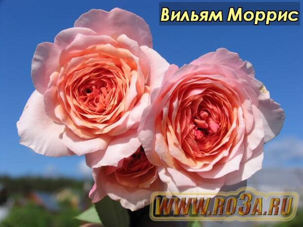 Роза William Morris Вильям Моррис 