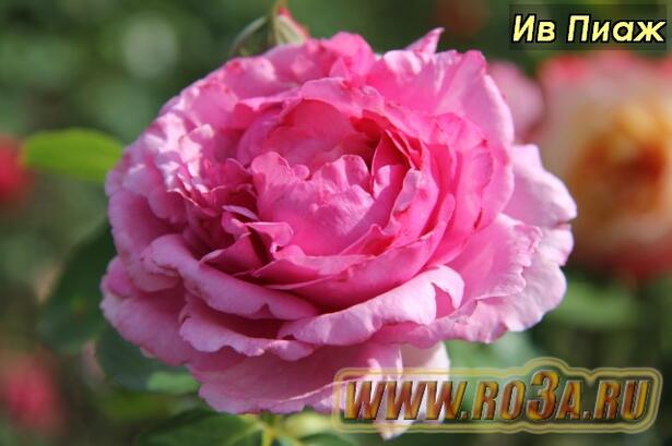 Роза Yves Piaget Ив Пиаж 